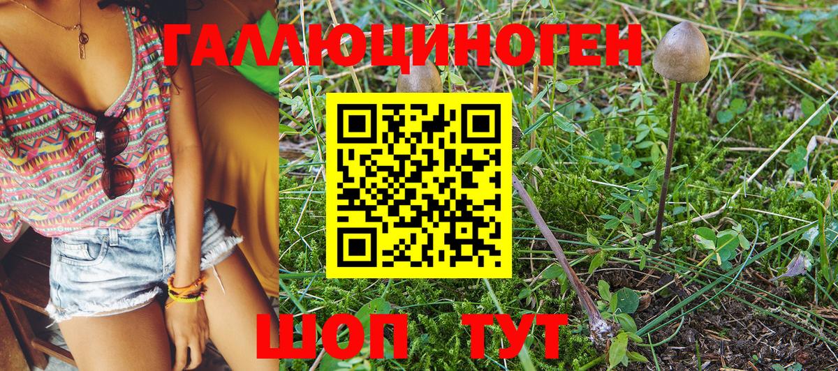 Галлюциногенные грибы Psilocybe Узловая
